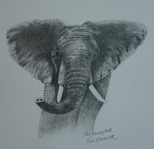 The Young Bull