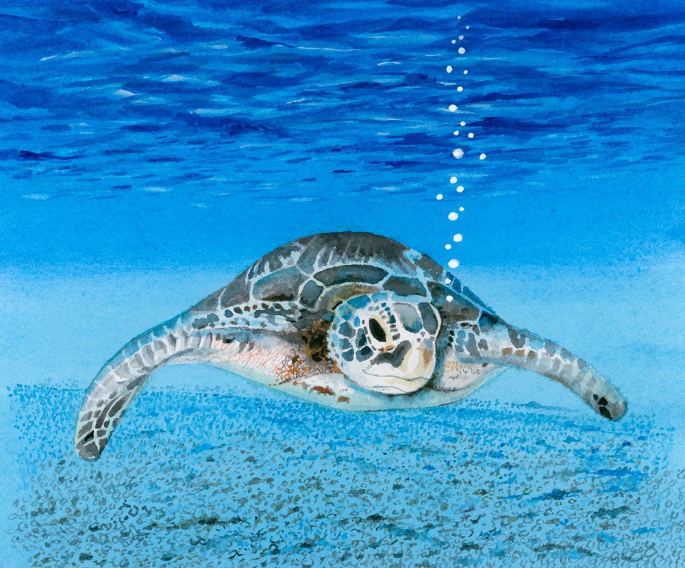 Turtle