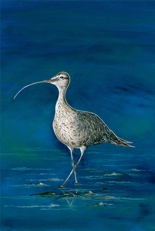 The Whimbrel