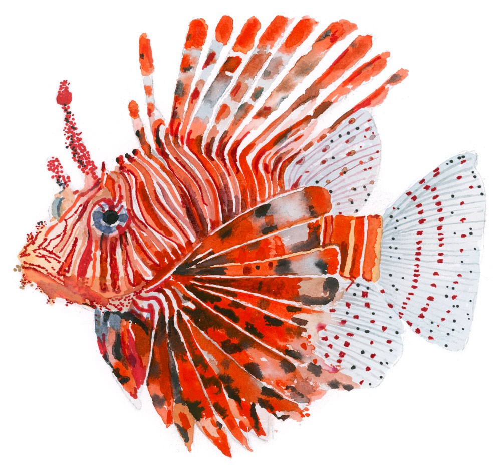 Lionfish