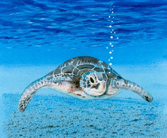Turtle