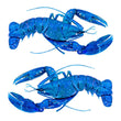 Blue Lobsters