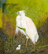 Egret