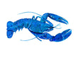 Blue Lobster