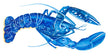 A Rare Blue Lobster