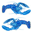 Rare Blue Lobsters