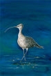 The Whimbrel