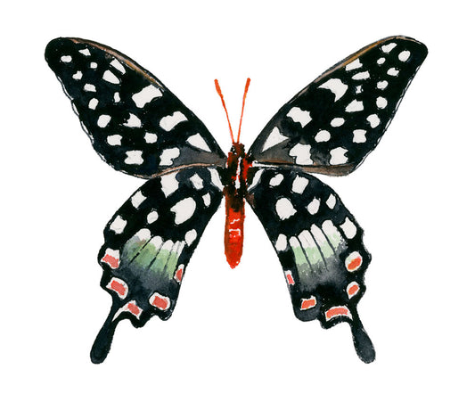 Papilio Antenor