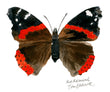 Red Admiral