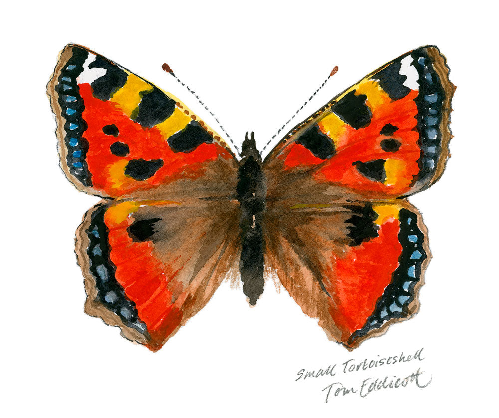 Small Tortoiseshell