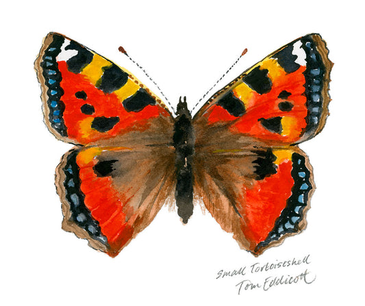 Small Tortoiseshell