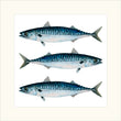 We Three Mackerel